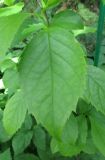 Stewartia rostrata