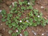 Malva neglecta