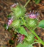 Arctium nemorosum. Соцветия. Крым, городской округ Ялта, пгт Гурзуф, санаторий \"Гурзуфский\", парк, сорное. Июль 2022 г.