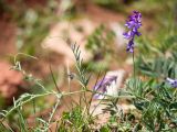 Vicia grossheimii. Часть веточки с соцветием. Адыгея, Кавказский биосферный заповедник, Азишский перевал, ≈ 2000 м н.у.м., субальпийский луг. 31.08.2019.