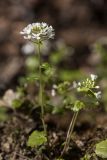 Pachyphragma macrophyllum