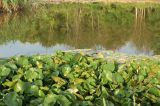 Nymphaea &times; marliacea