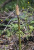 Equisetum sylvaticum