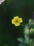 Potentilla erecta