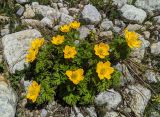 Pulsatilla aurea