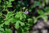 Geranium pusillum. Верхушка побега с цветком. Армения, обл. Лори, окр. с. Лори Берд, крепость Лори Берд, ≈ 1300 м н.у.м., луговой склон. 24.06.2022.