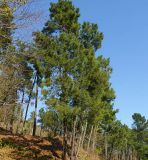 Pinus pinaster