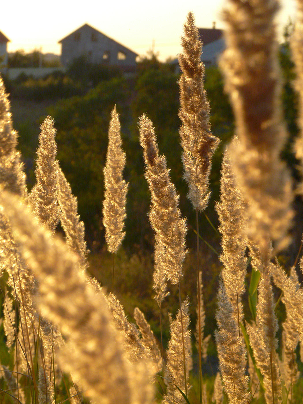 Изображение особи Calamagrostis glomerata.