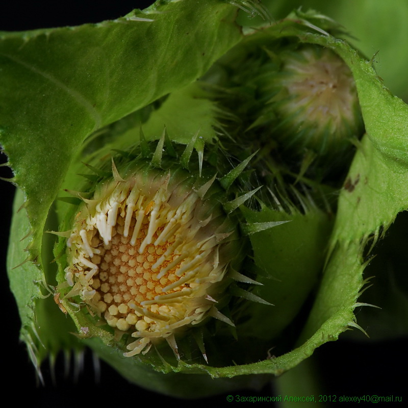 Изображение особи Cirsium oleraceum.