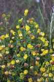 Trifolium aureum