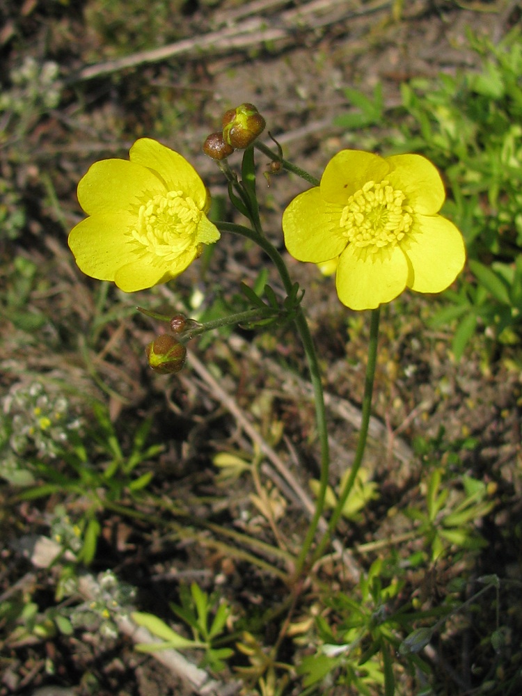 Изображение особи Ranunculus pedatus.