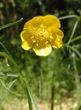 Ranunculus polyanthemos