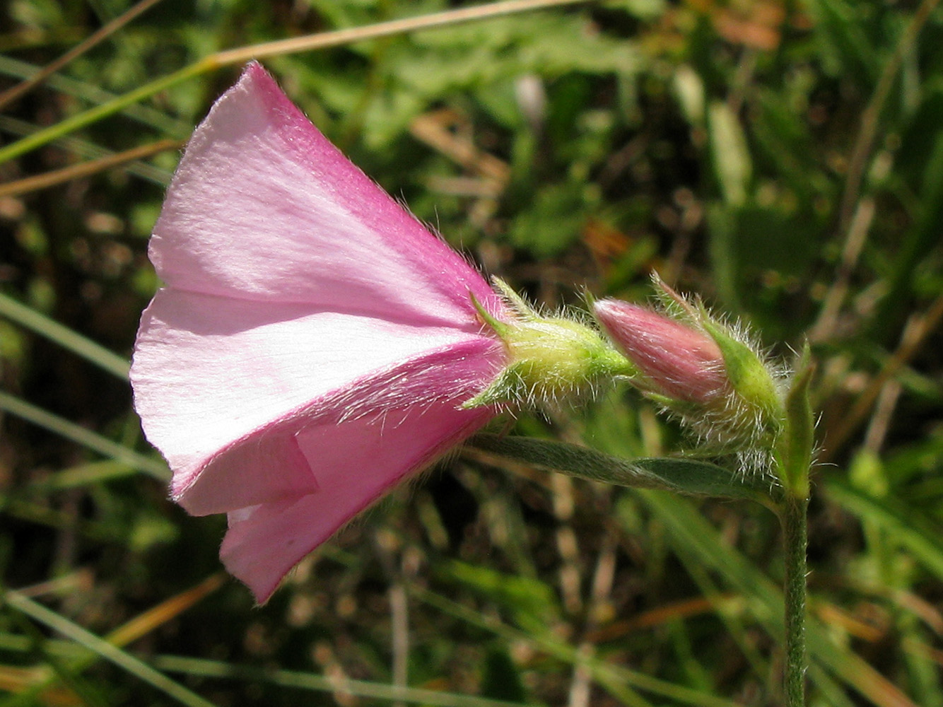 Image of Convolvulus cantabrica specimen.