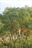 Arbutus andrachne. Молодые деревья. Крым, пос. Алупка, Воронцовский парк, в культуре. 1 августа 2013 г.