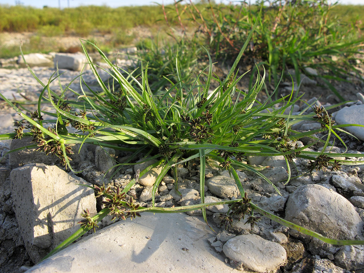 Изображение особи Cyperus fuscus.