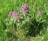 Pedicularis verticillata