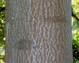 род Paulownia. Средняя часть ствола взрослого дерева. Германия, г. Essen, Grugapark. 29.09.2013.