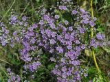 Limonium bungei