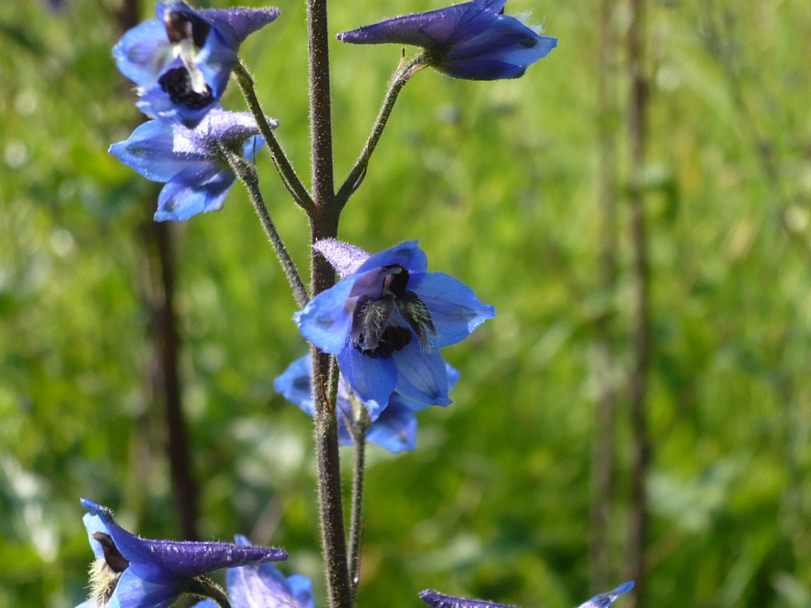 Изображение особи Delphinium elatum.