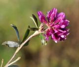 Trifolium pacificum. Верхушка побега с соцветием. Амурская обл., г. Благовещенск, пустырь. 23.09.2014.