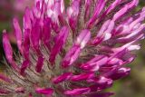 Trifolium purpureum. Часть соцветия. Греция, пос. Νικόπολη (Никополь), на развалинах древней крепостной стены. 23.05.2014.