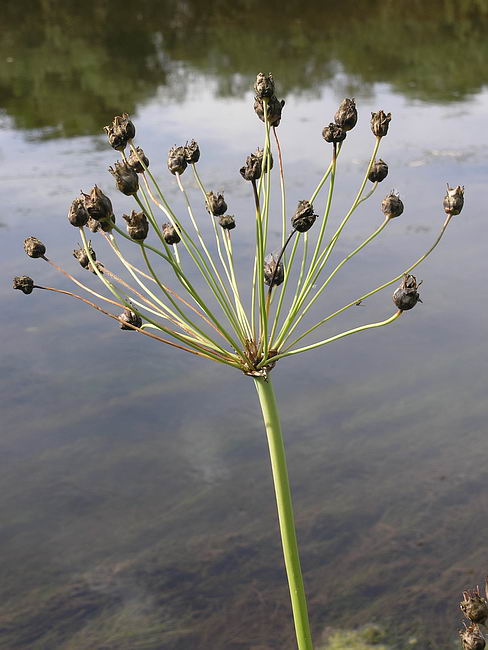 Изображение особи Butomus umbellatus.