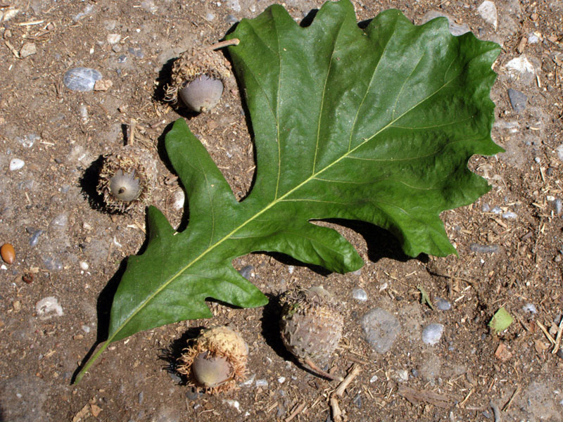 Изображение особи Quercus macrocarpa.