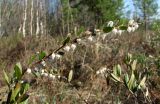 Chamaedaphne calyculata