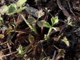 Ranunculus repens