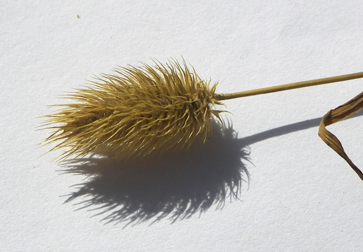 Image of Phleum alpinum specimen.