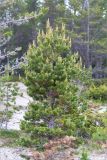 Pinus friesiana. Растение с микростробилами и молодыми шишками на песчаном пляже. Кольский п-ов, Кандалакшский берег Белого моря. 23.06.2015.