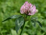 Trifolium pratense. Верхушка побега с соцветием. Калужская обл., окр. ст. Думиничи, залежь. 24.08.2009.