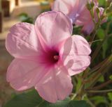 Ipomoea carnea