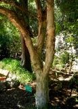 Melaleuca genistifolia. Ствол взрослого дерева. Монако, Сады Святого Мартина (Jardin Saint Martin), в культуре. 23.07.2014.