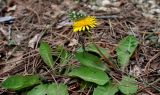 Taraxacum thracicum