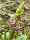 Orchis mascula