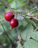 Rosa villosa