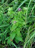 Cirsium vlassovianum