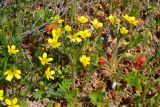 Ranunculus oxyspermus