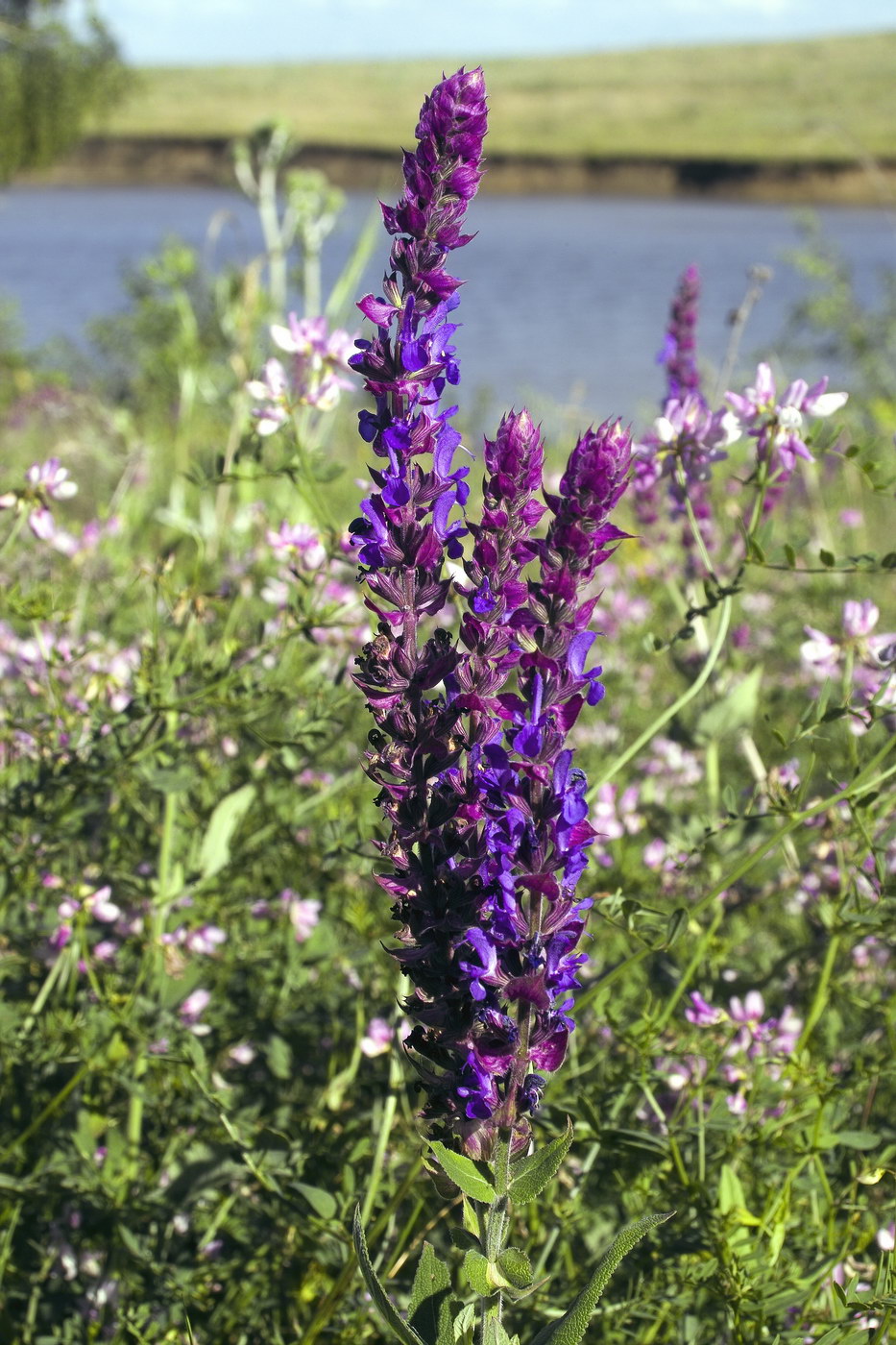 Изображение особи Salvia tesquicola.