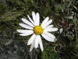 Chrysanthemum zawadskii