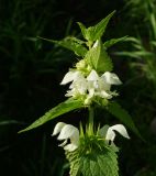 Lamium album