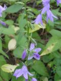 Campanula rapunculoides