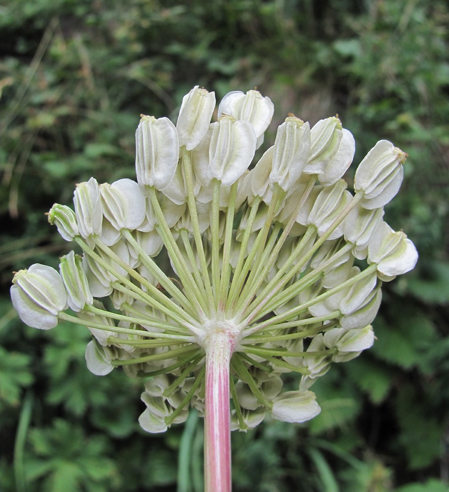 Изображение особи Angelica purpurascens.