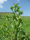 Ranunculus sceleratus. Верхушка цветущего и плодоносящего растения. Южный Казахстан, Зап. Тянь-Шань, зап. оконечность Таласского Алатау, каньон Машат, берег ручья под склоном зап. экспозиции. 20 апреля 2017 г.