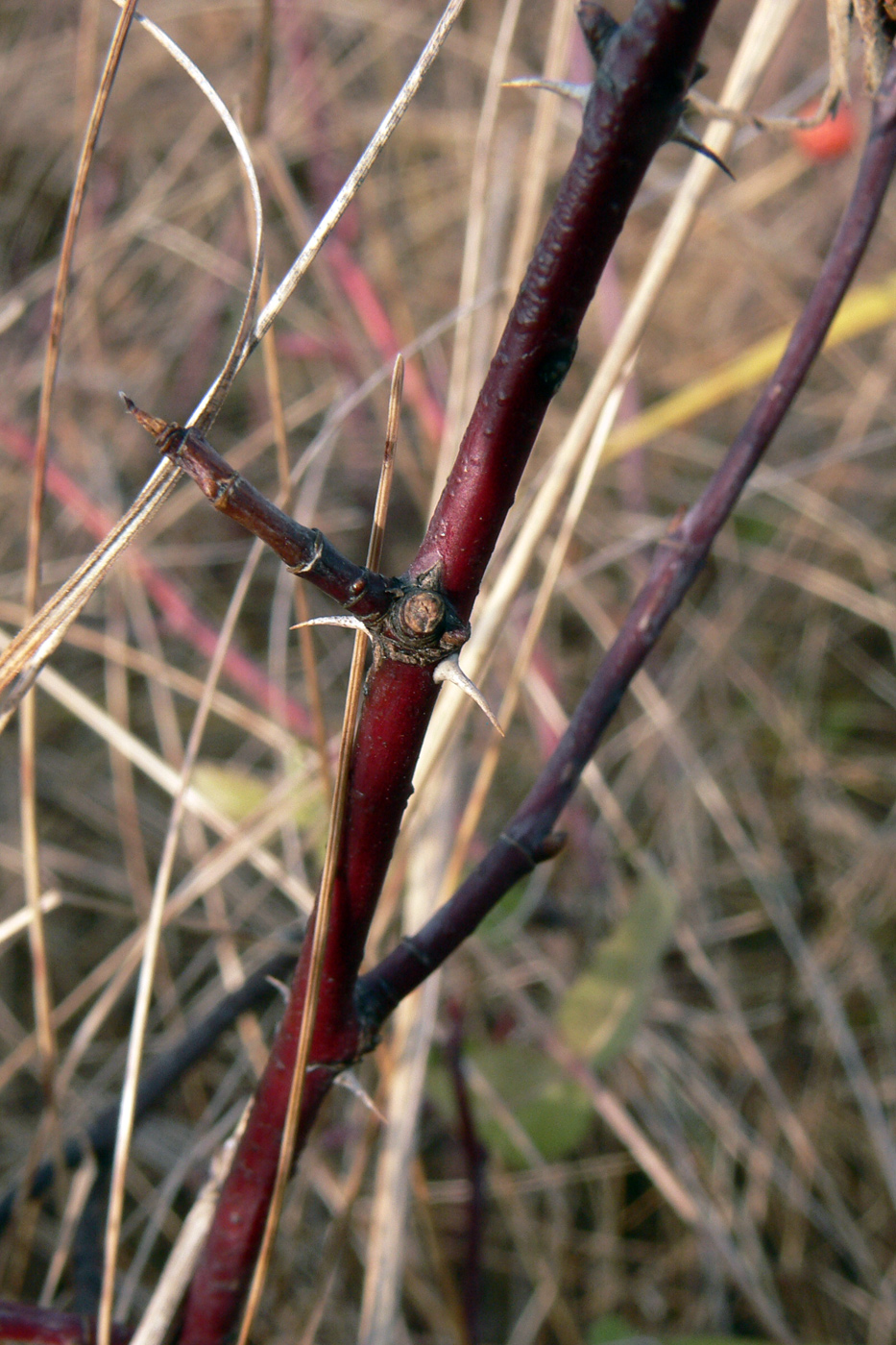 Image of Rosa cinnamomea specimen.