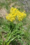 Primula macrocalyx