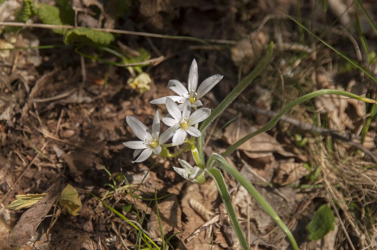 Изображение особи Ornithogalum fimbriatum.