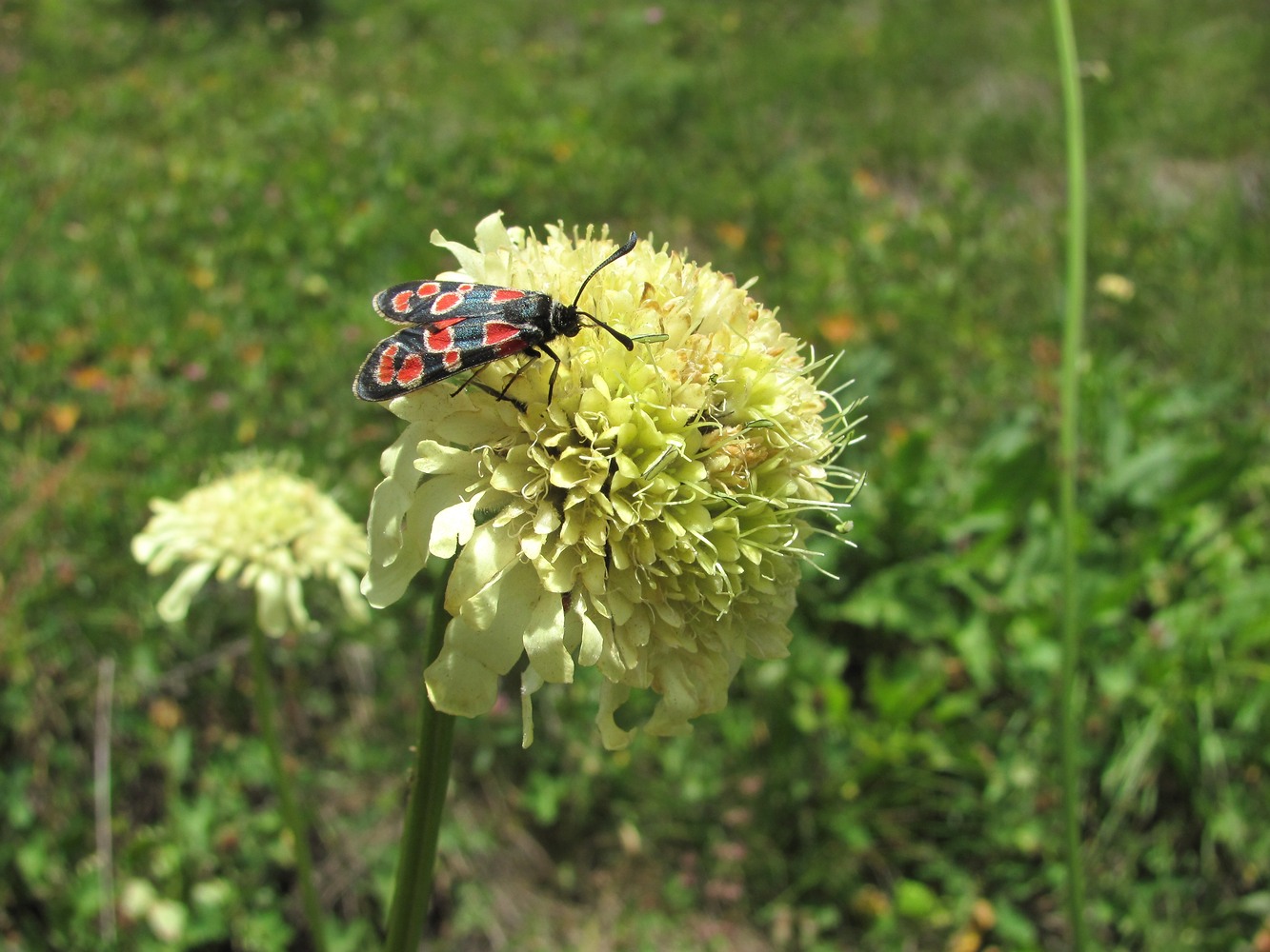 Изображение особи Cephalaria gigantea.