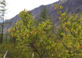 Lonicera microphylla